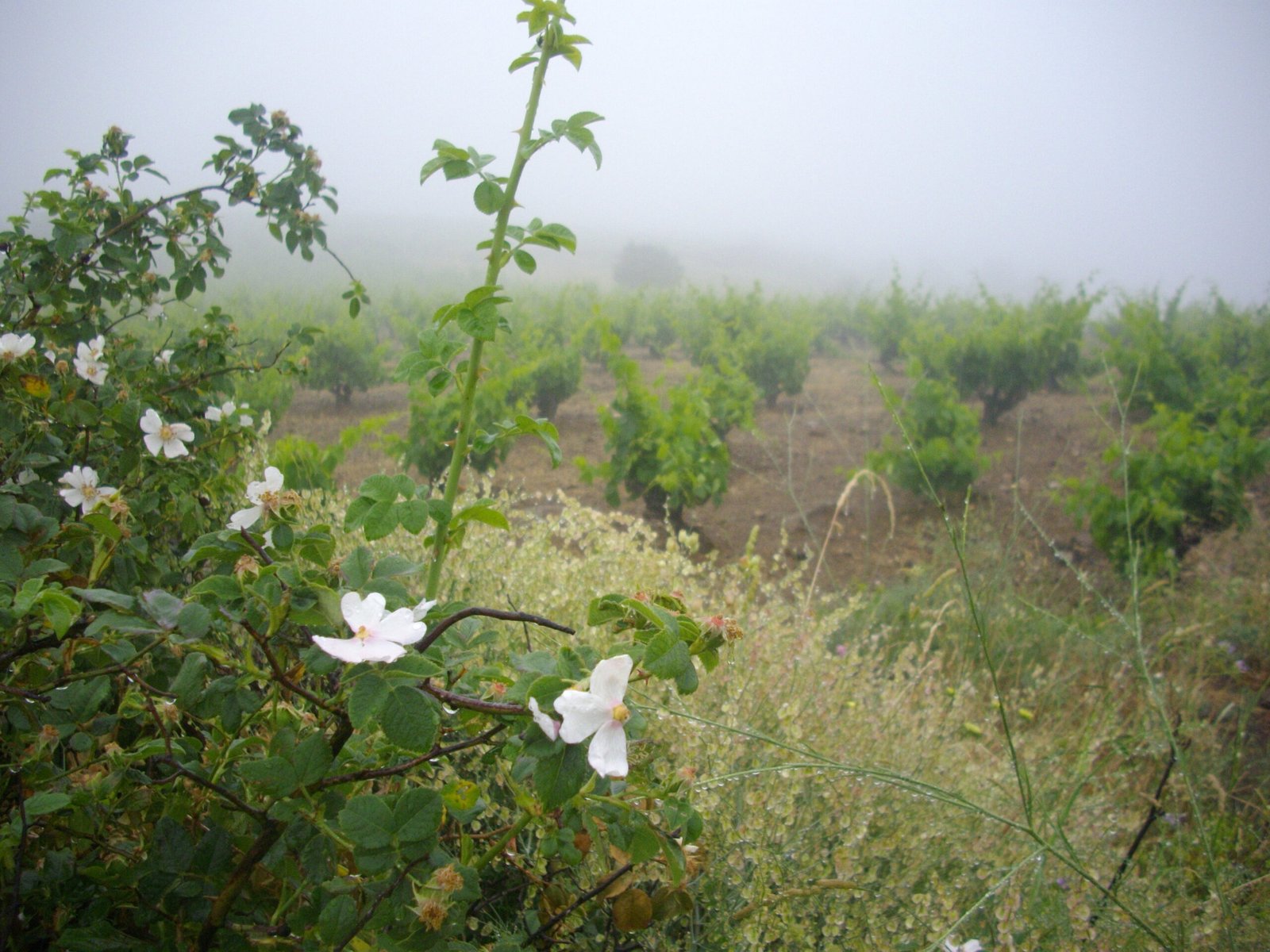 viñadores de gredos